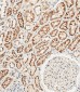 CTSA Antibody (N-term)